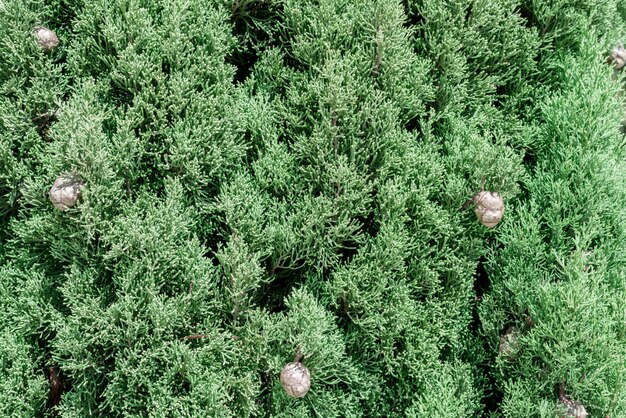 Mediterranean Cypress foliage and cones