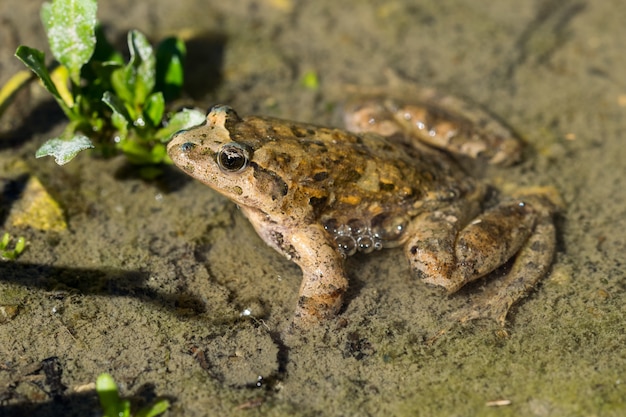 Mediterranean Painted Frog resting in mud and water