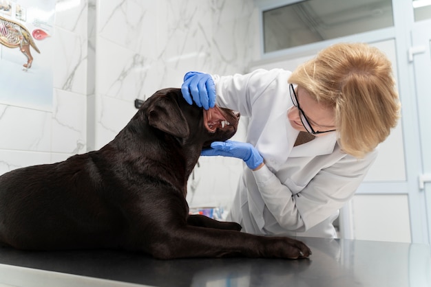 Free photo medium shot doctor checking dog