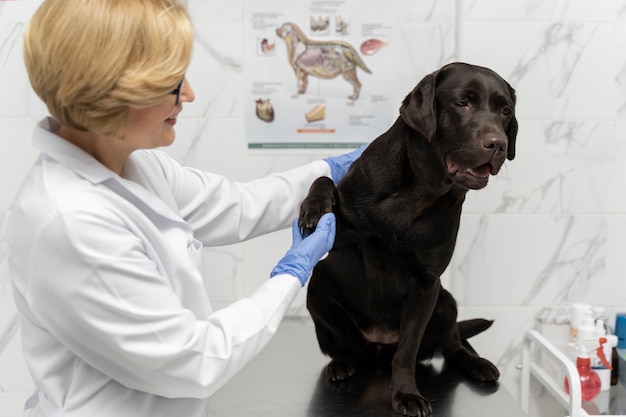 Free photo medium shot doctor holding dog's paw