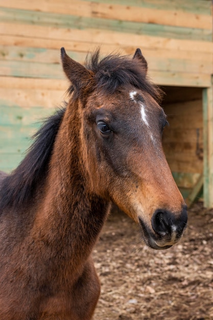 Medium shot horse outdoors