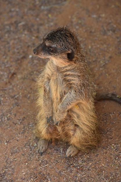 Meerkat guarding and standing up on his hind legs.