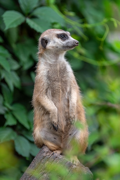 Free photo meerkat standing in the jungle