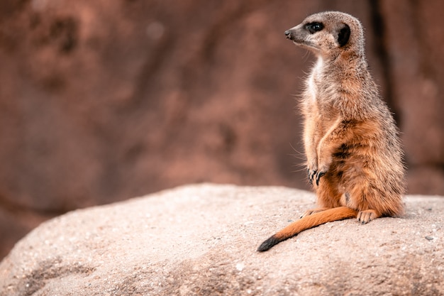 Free Photo meerkat standing on the rock under the sunlight with a blurry background