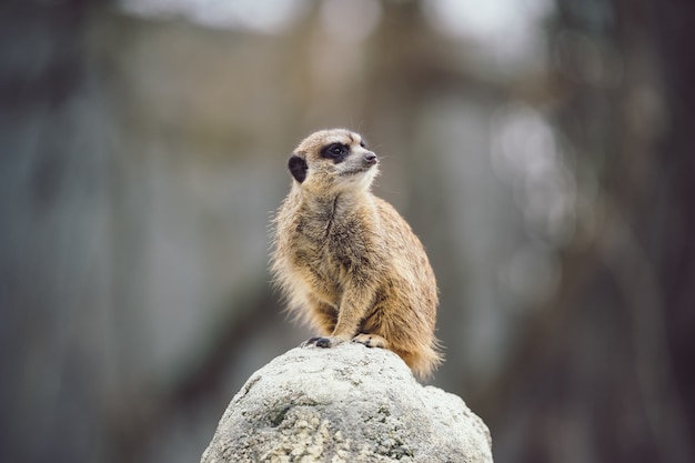 Free Photo meerkat on a stone.