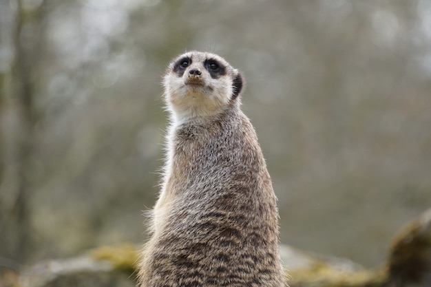 Meerkat with a grey fur sitting and looking up with blurred trees