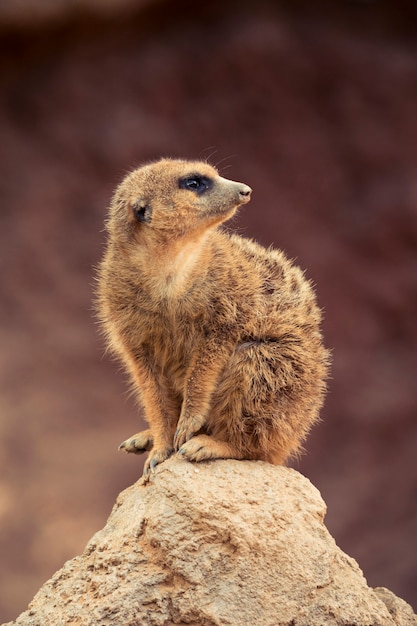 Meerkat