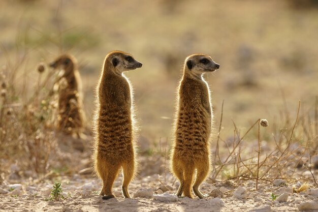 Meerkats on guard at dusk