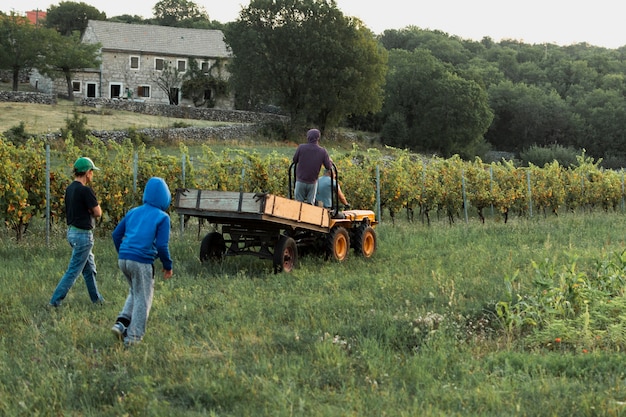 Free photo men collecting grapes in the field