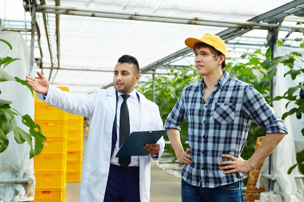 Men working in greenhouse