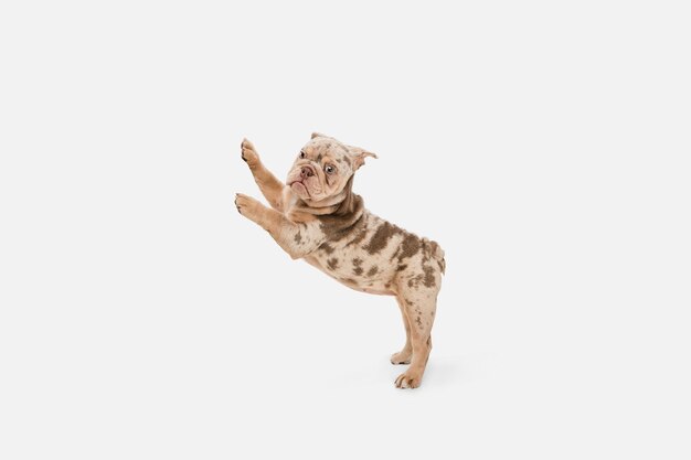 Merle French Bulldog playing on white studio background