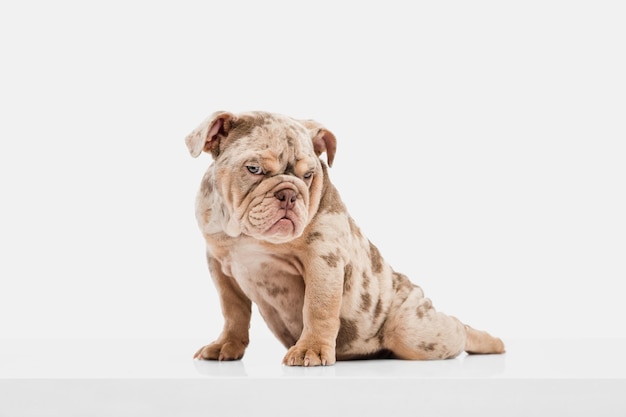 Free Photo merle french bulldog playing on white studio background