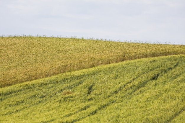 Free Photo mesmerizing beautiful wheat field among the greenery under a cloudy sky