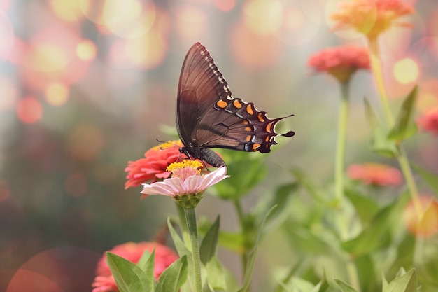 Mesmerizing macro picture of a little black Satyrium butterfly on a pink flower