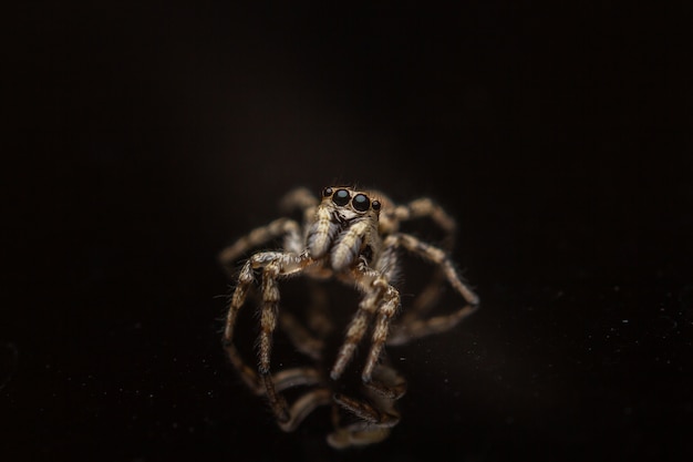 Free Photo mesmerizing macro shot of the spider isolated on the black