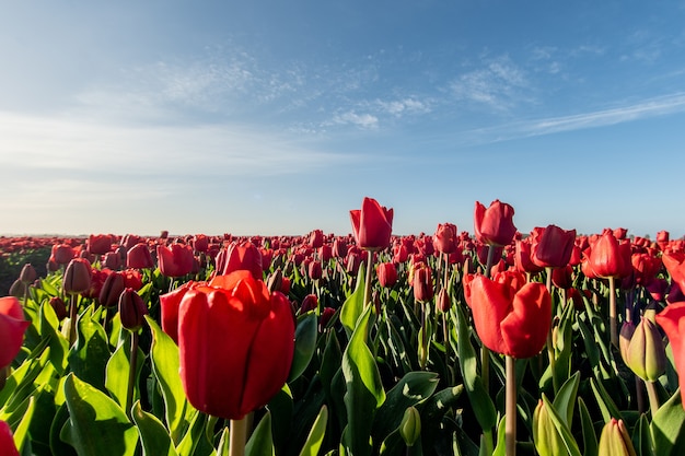 Mesmerizing picture of a red tulip field under the sunlight