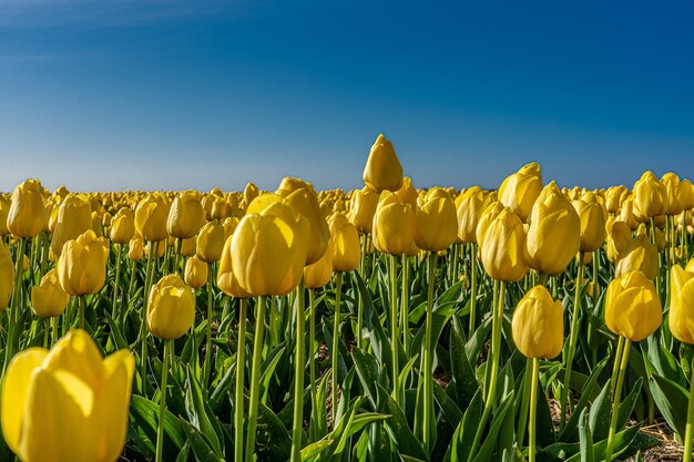 Mesmerizing picture of a yellow tulip field under the sunlight