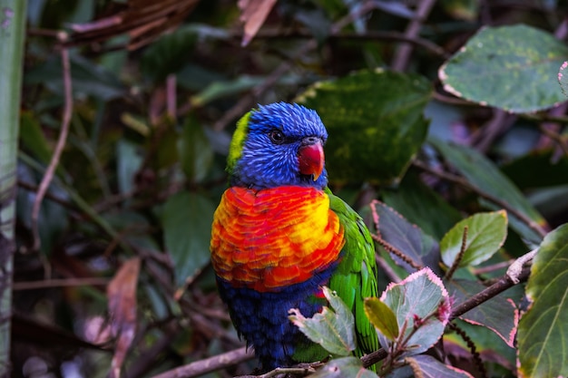 Free photo mesmerizing shot of a colorful parrot on blurred background