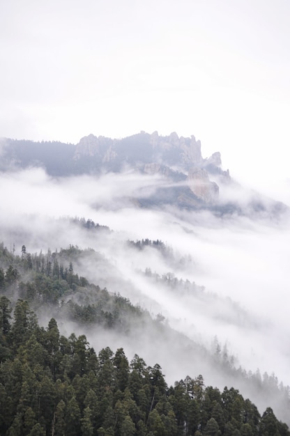 Free photo mesmerizing shot of the evergreen fir trees under a scenic cloudy sky