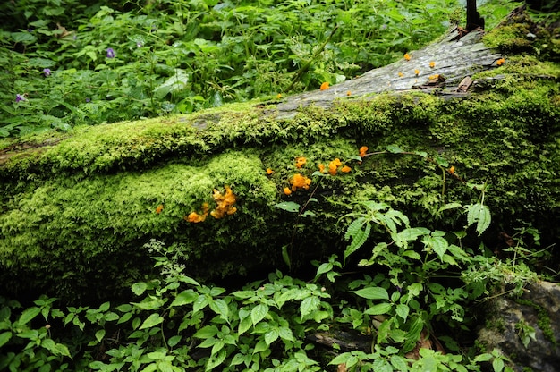 Free photo mesmerizing shot of the mysterious vibrant forests of nepal