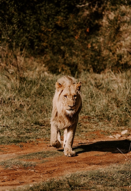 Free Photo mesmerizing shot of a powerful lion standing on the grass and looking forward