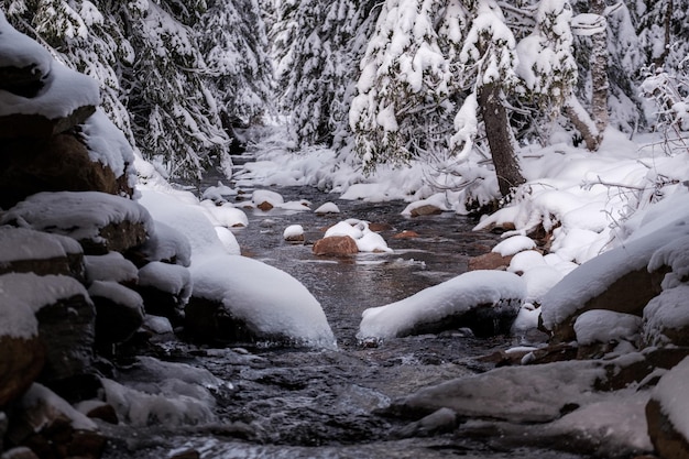 Free Photo mesmerizing shot of a river with snow-covered stones and trees