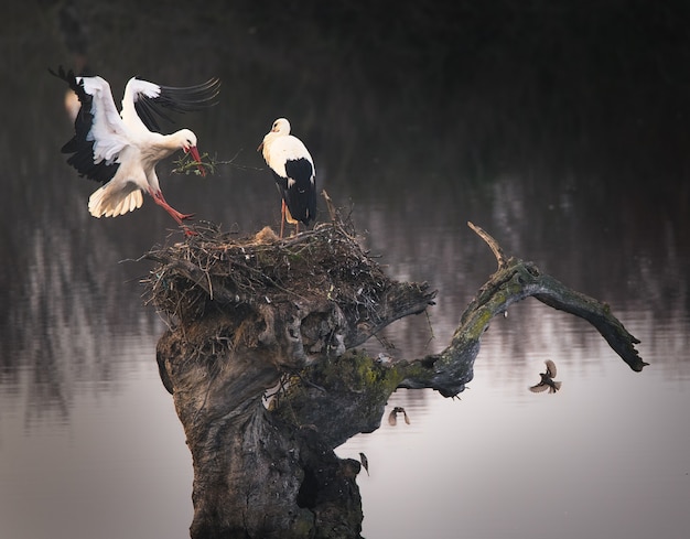 Free photo mesmerizing shot of two storks building their nest