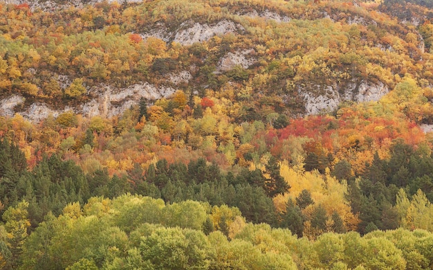 Mesmerizing view of colorful trees on a rocky mountain in Autumn in Spain