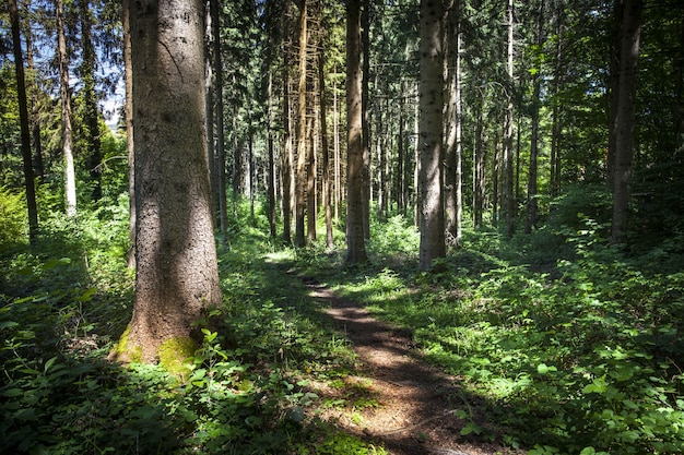 Mesmerizing view of a forest on a sunny day in Montanges, France