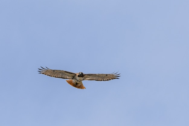 Mesmerizing view of the hawk bird flying in the blue sky