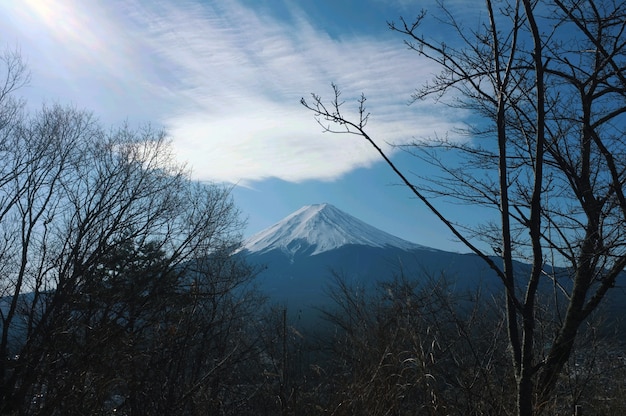 Mesmerizing view of Mount Fuji under the blue sky with trees in the foreground