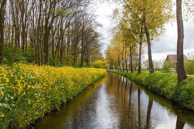 Mesmerizing view of the river surrounded by yellow flowers and tall trees in a Dutch countryside