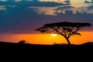 Free photo mesmerizing view of the silhouette of a tree in the savanna plains during sunset