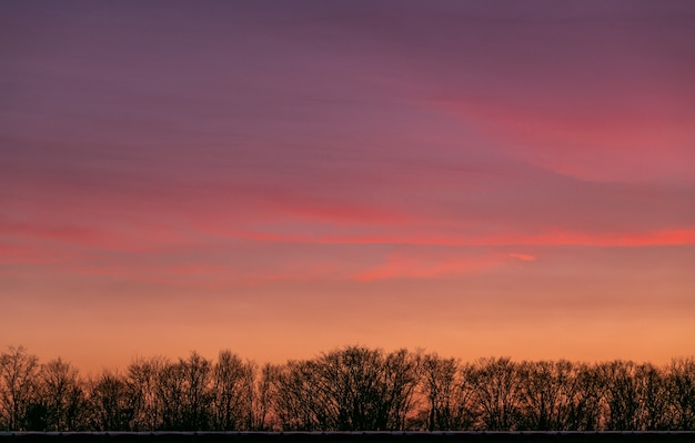 Free Photo mesmerizing view of the sky during sunset behind the branches of a tree