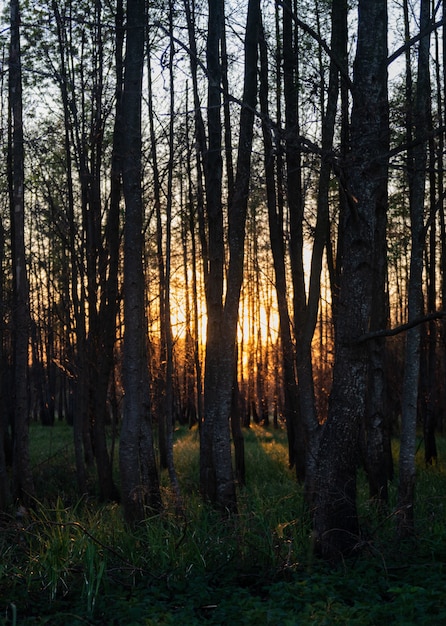 Free photo mesmerizing view of the tall trees and the grass in the forest during sunset