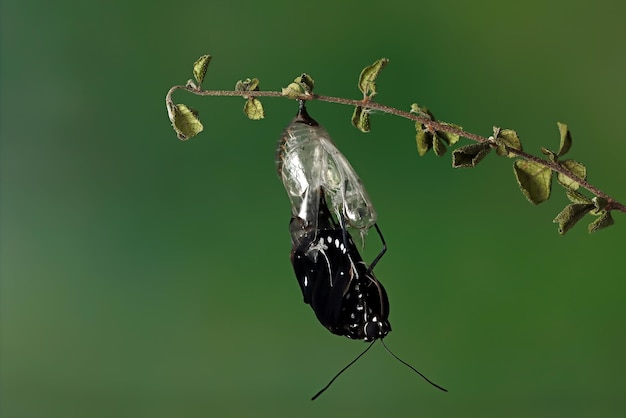 Free Photo the metamorphosis of butterfly on stalk