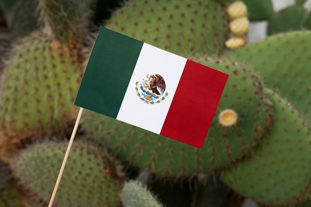 Free photo mexican flag and cactus arrangement