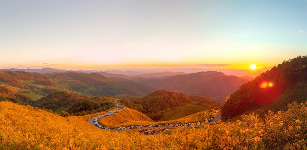 Mexican Sunflower Field Panorama