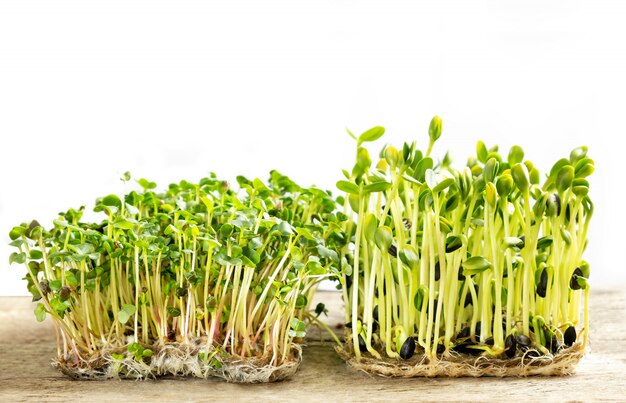 Micro greens. Germinated sunflower seeds and radish sprouts