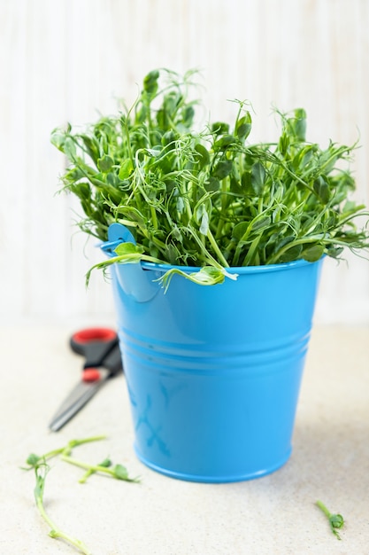 Micro greens. Snow Pea Sprouts cut and ready for eating