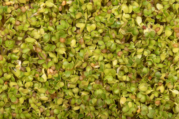 Free Photo micro greens. sprouted mustard seeds on linen mat as a background.