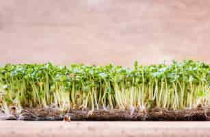 Free photo micro greens. sprouted mustard seeds on a table. top view.