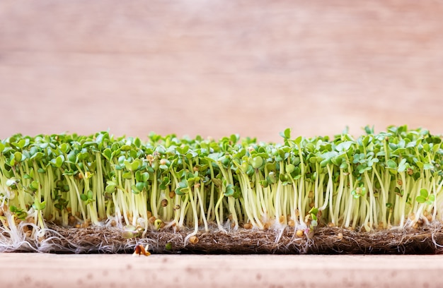 Free Photo micro greens. sprouted mustard seeds on a table. top view.