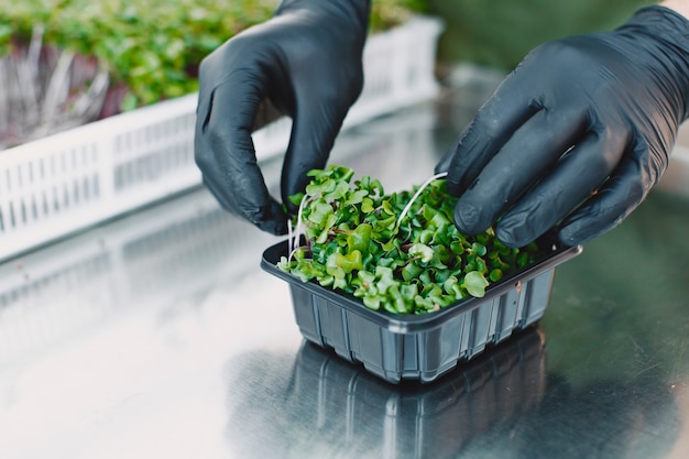 Microgreen corundum coriander sprouts in male hands. Raw sprouts, microgreens, healthy eating concept. Man packs in boxes.