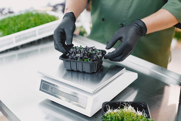 Free photo microgreen corundum coriander sprouts in male hands. raw sprouts, microgreens, healthy eating concept. man packs in boxes.