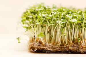 Free photo microgreen. sprouted mustard seeds on linen mat close up