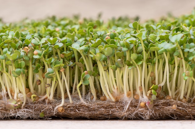 Free photo microgreen. sprouted mustard seeds on linen mat close up