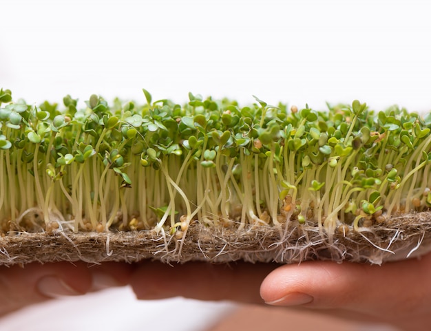 Free Photo microgreen. sprouted mustard seeds on linen mat in female hands.