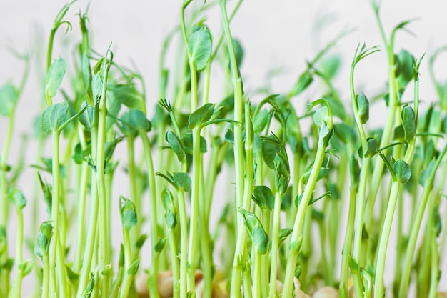 Microgreens. Growing sprouted peas close up view.