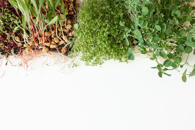 Free photo microgreens on a white background seed germination at home